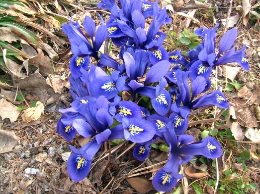 Iris Reticulata
