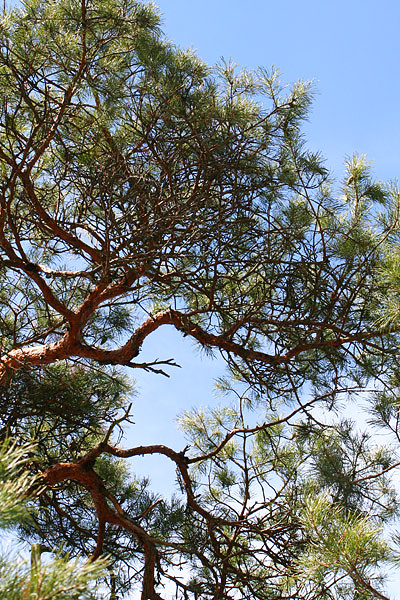 Tallen, ett fantastiskt träd!