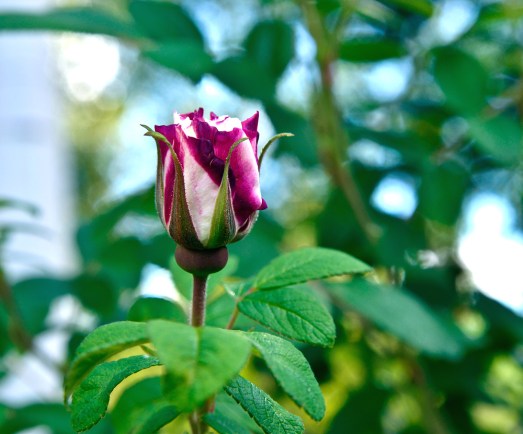 Ros Louise Bougnet knopp