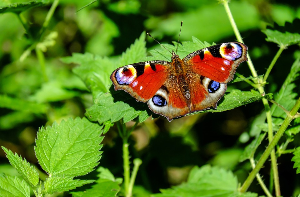 peacock-butterfly-1655724_960_720