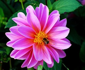 Dahlia