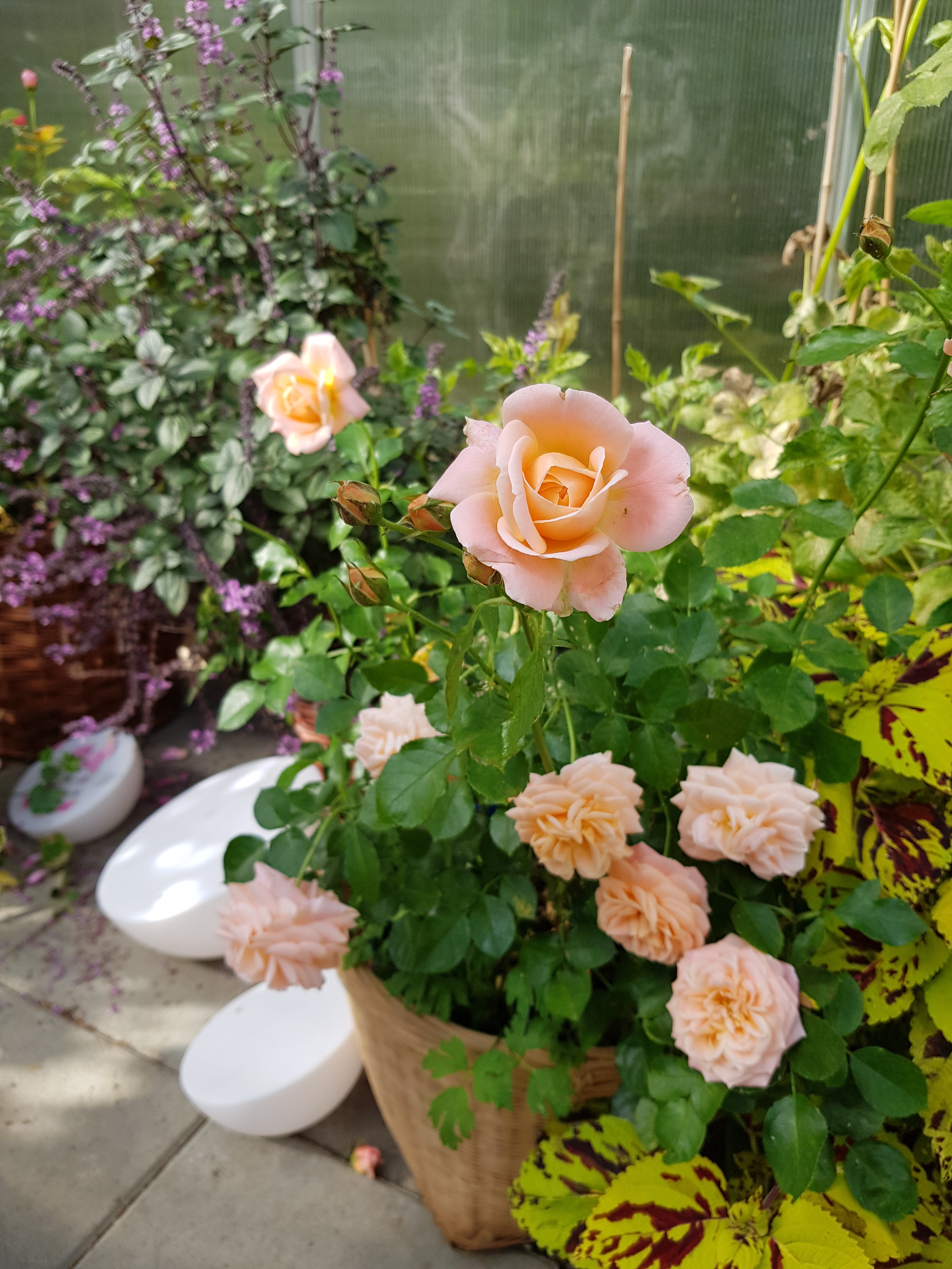 DanielG 20200821_161946