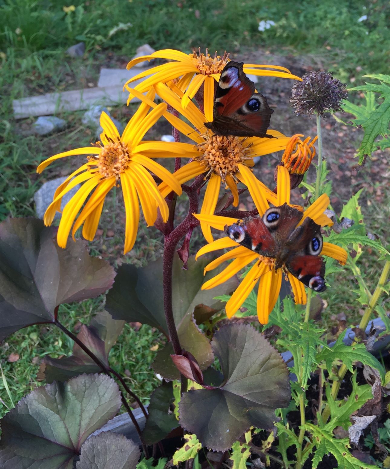 LIgularia Britt-Marie Crawford med fjäril 2015-09-26 15.40.37 (2)
