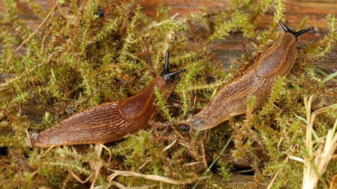Från Gtbg naturhist museum